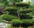 Gartenbonsai