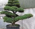 Gartenbonsai