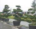 Gartenbonsai