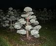 Buxus