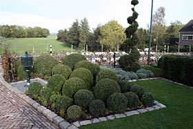 buxus