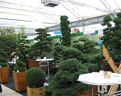 Bonsai bei Peter van Wijk