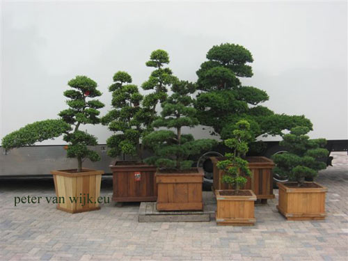 japanischer Gartenbonsai