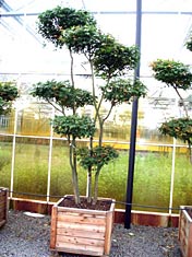 Acer-palmatum