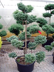 Chama_Boulevard-Bonsai