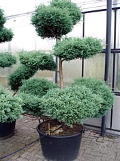 Chama_squa_Bonsai