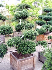 Ilex-cre_Convexa