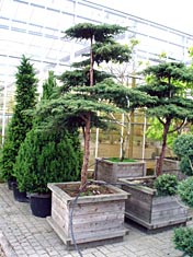 Juniperus-Green-Carpet