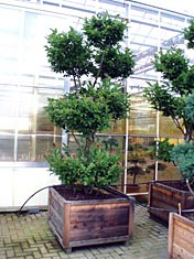 Magnolia-stellta-Kern