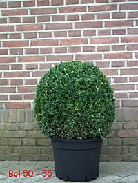 Buxus Kugel 50-55