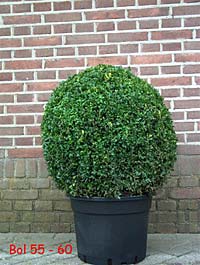 Buxus Kugel 55-60