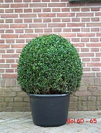 Buxus Kugel 60-65
