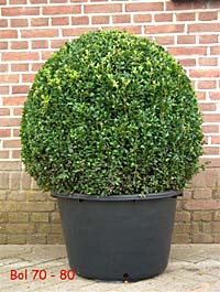 Buxus Kugel 70-80