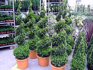 Buxus Spirale