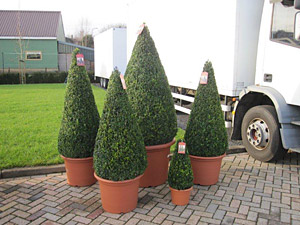 Buxus