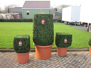 Buxus