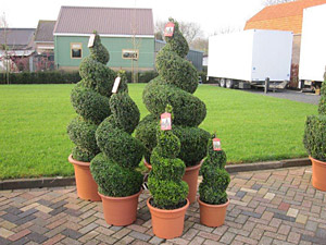 Buxus Spirale