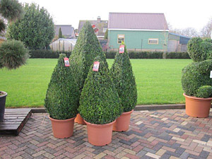 Buxus