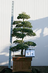 Ilex Crenata Kinme