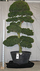 Ilex-crenata_001
