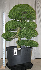 Ilex crenata 002