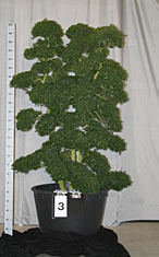 Ilex crenata 003