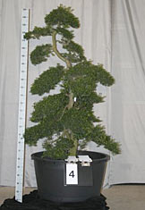 Ilex crenata 004