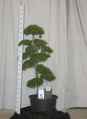 Ilex crenata 005