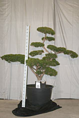 Taxus cuspidata 008