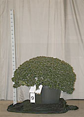 Azalea Japonica 009