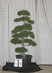 Ilex crenata
