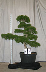 Pinus