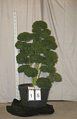 Ilex crenata