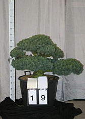 Pinus parviflora glauca