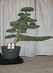 Pinus parviflora glauca