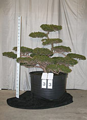 Taxus cuspidata