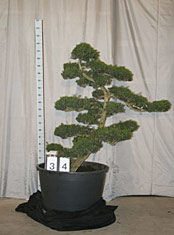 Taxus cuspidata