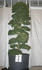 Ilex crenata