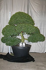 Ilex crenata
