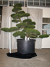 Taxus cuspidata