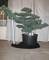 Pinus parviflora glauca