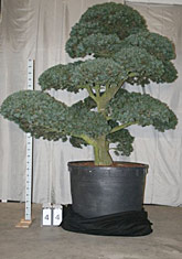 Pinus parviflora glauca
