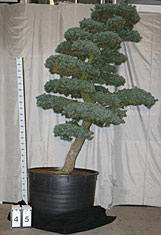 Pinus parviflora glauca