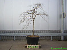 Solitaer ACER
