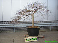 ACER