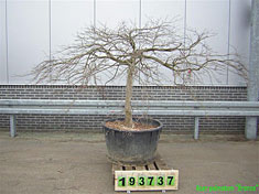 ACER 1552