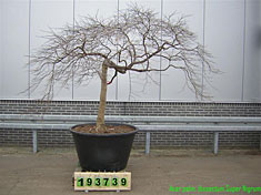 ACER 1553