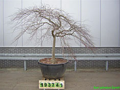 ACER 1554