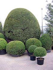 Taxus