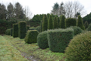 Taxus Baccata